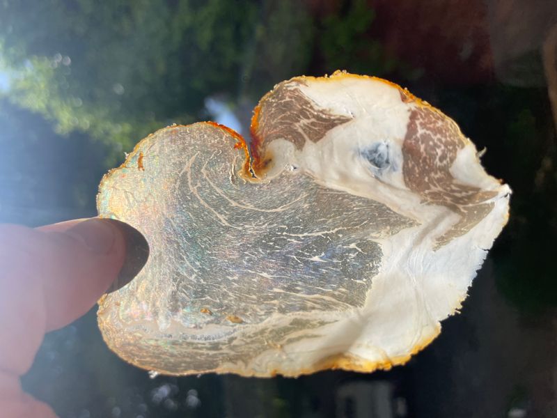 A hand holding a large slice of house-cured lonza