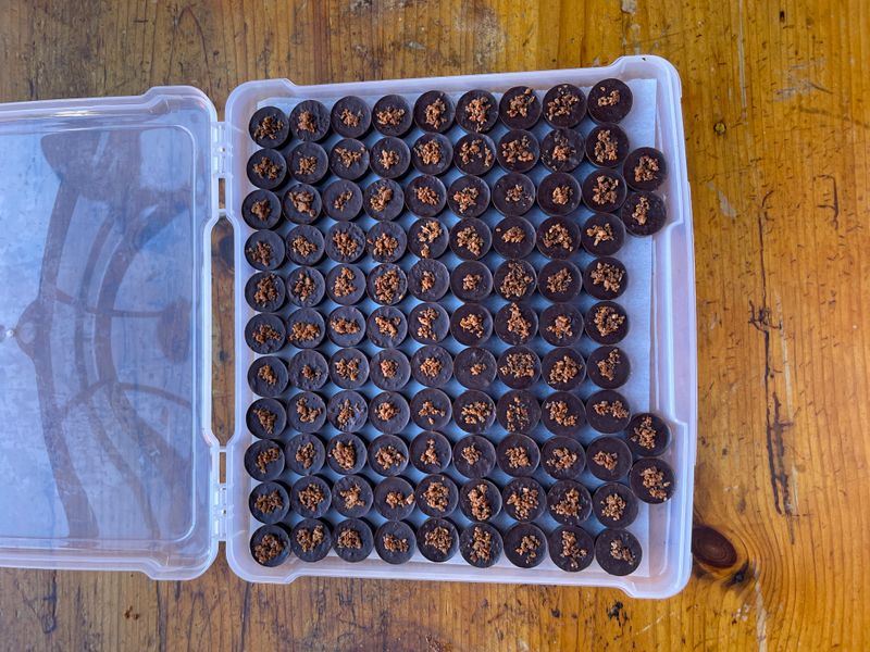 A tray of coconut toffee chocolates set in a grid